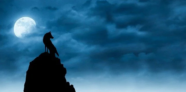 loup_nuit_pleine_lune